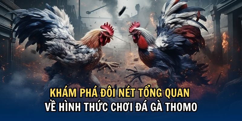 Cược Đá Gà Giải Thomo – Công Thức Chiến Thắng Cho Tân Binh