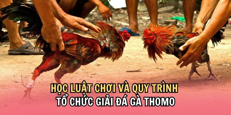 Phân thắng thua khi tham gia cược đá gà giải Thomo